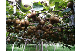 阿爾格在獼猴桃上的使用